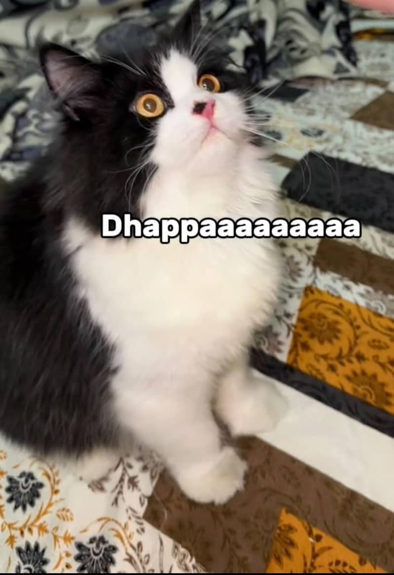 Persian Cat 1