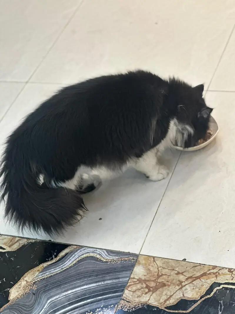 Persian Cat — photo 3