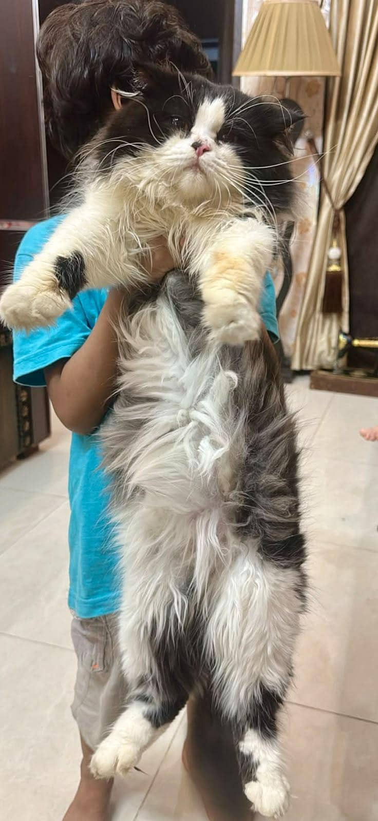 Persian Cat 3