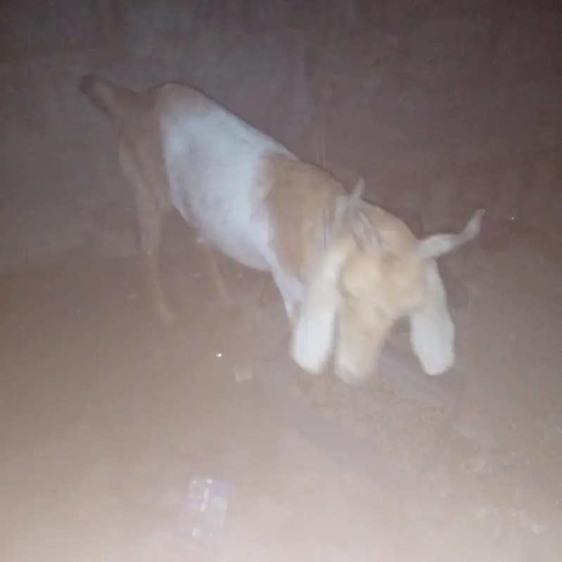 sare 3 mahene ki gabin hai confirm — photo 3