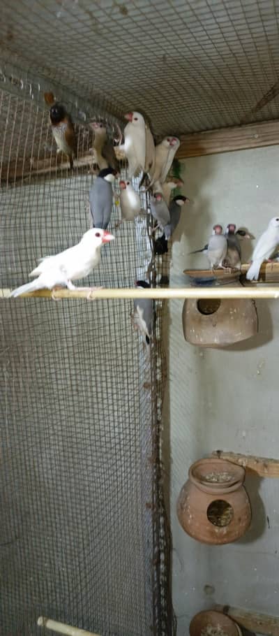 Healthy bird