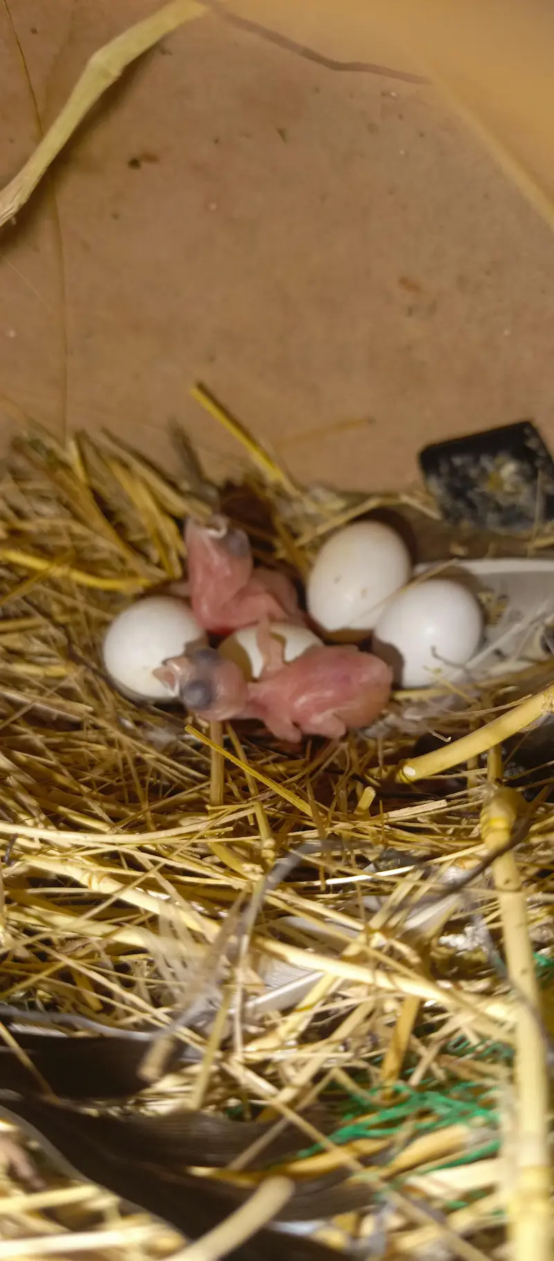 Healthy bird — photo 2