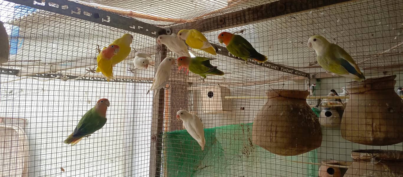 Healthy bird 2