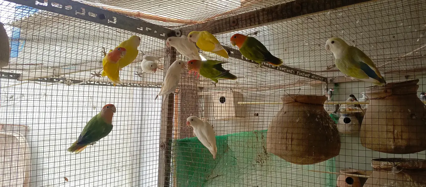 Healthy bird — photo 3