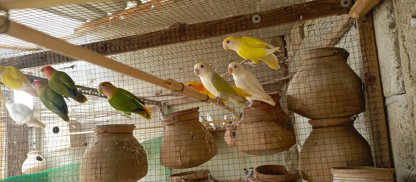 Healthy bird — photo 4
