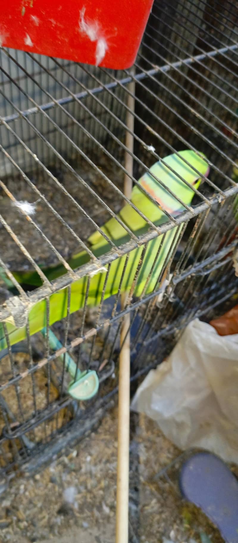 Healthy bird 4