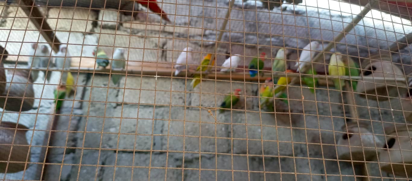 Healthy bird 5