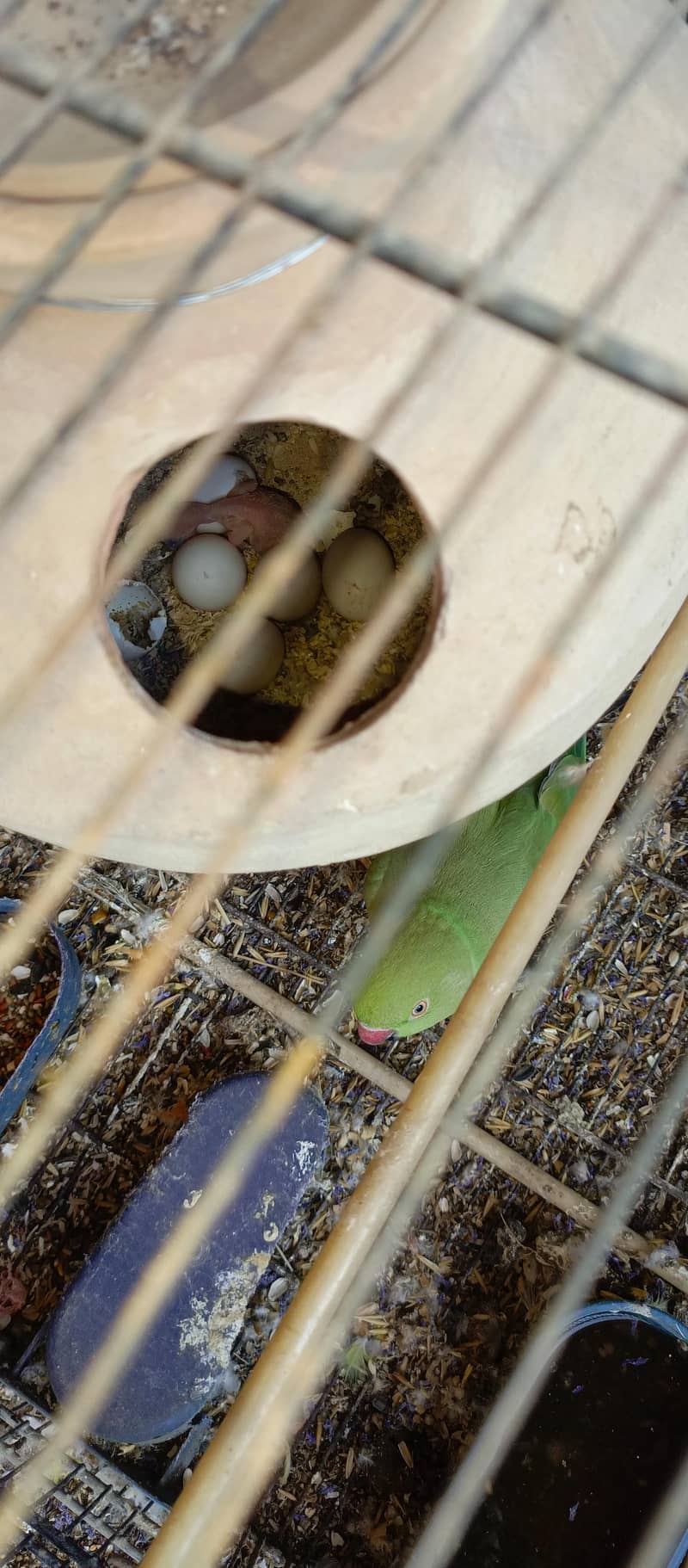 Healthy bird 6