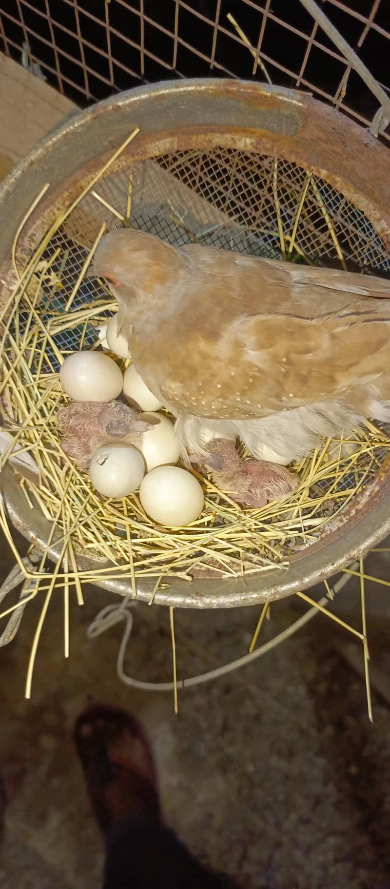 Healthy bird 8