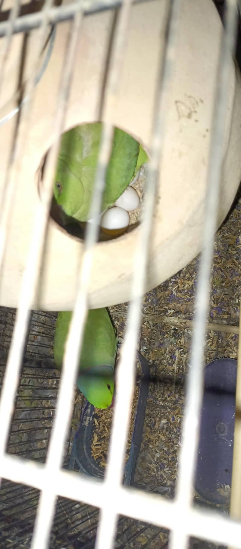 Healthy bird 10