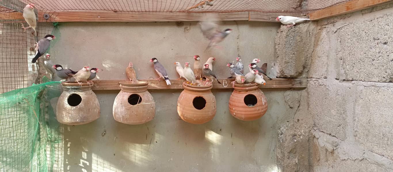 Healthy bird 12