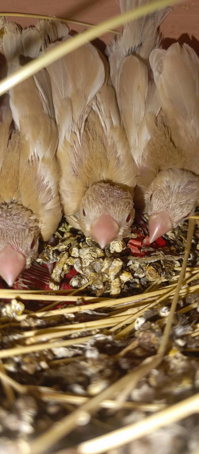 Healthy bird 13
