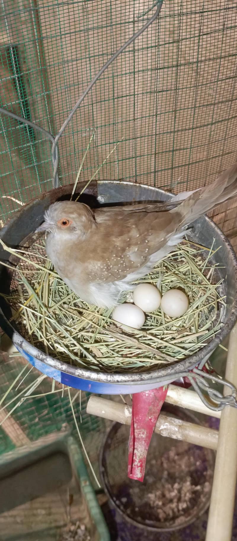 Healthy bird 14