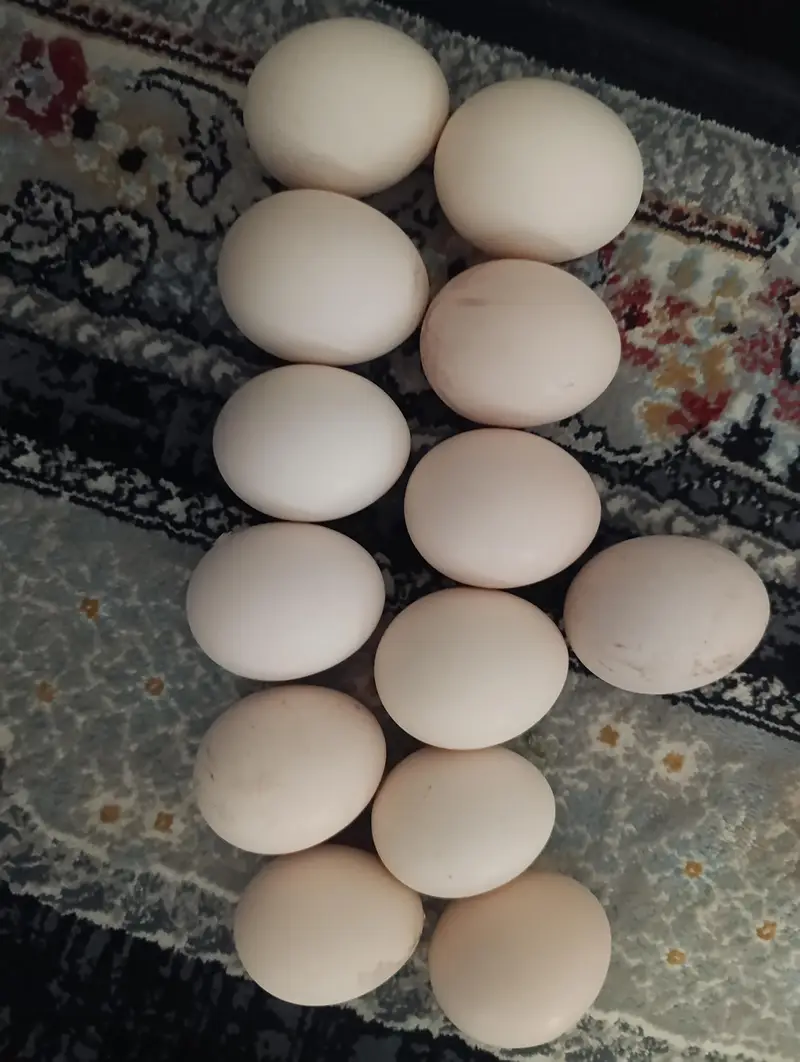 chicken fertile eggs australorp aseel misri — photo 2
