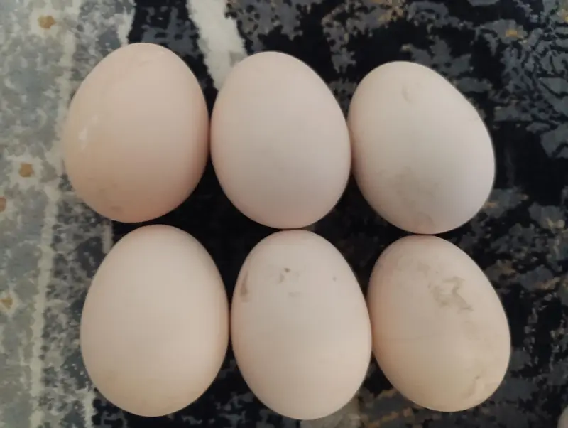 chicken fertile eggs australorp aseel misri — photo 4