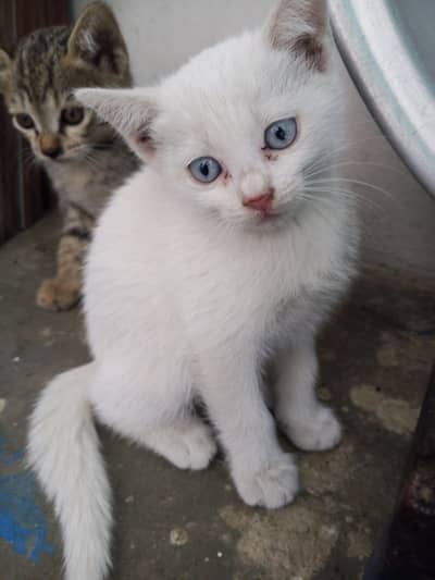 Persian baby kitten 03405365204