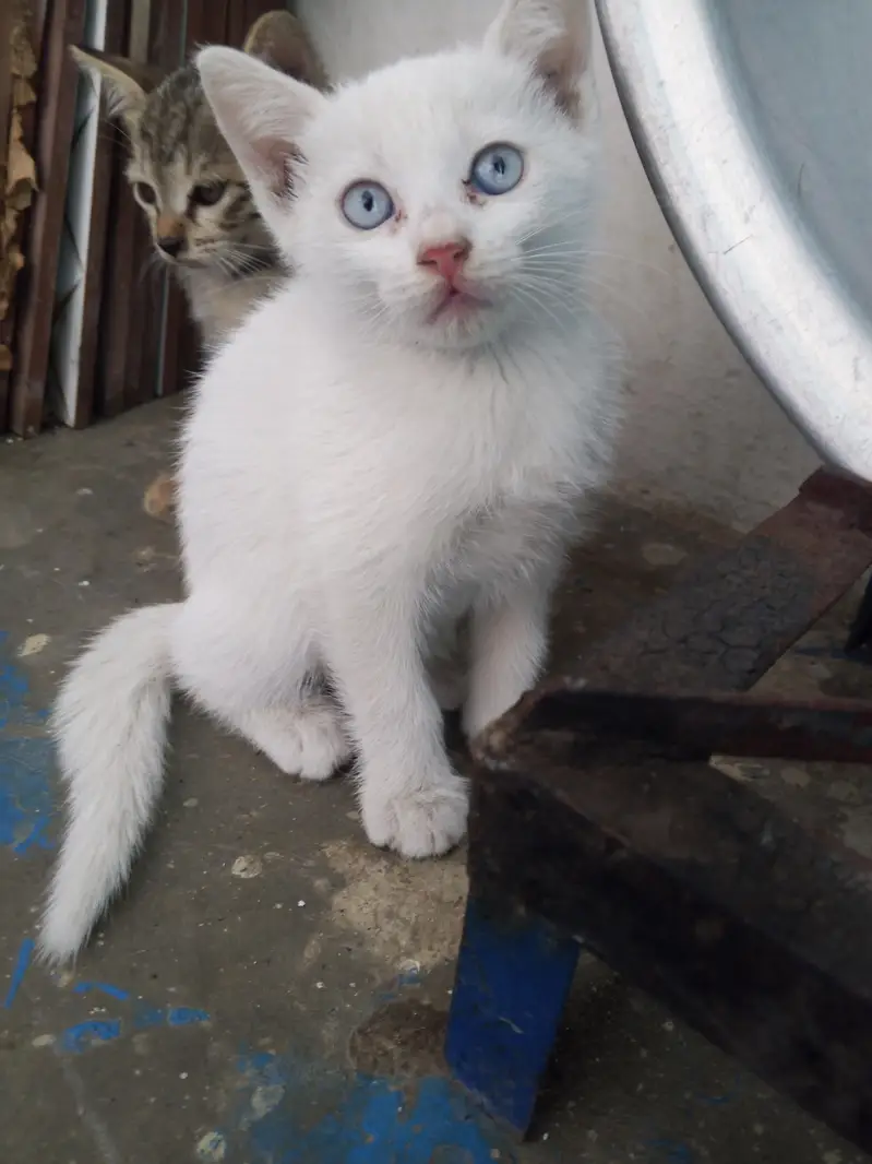 Persian baby kitten 03405365204 — photo 2