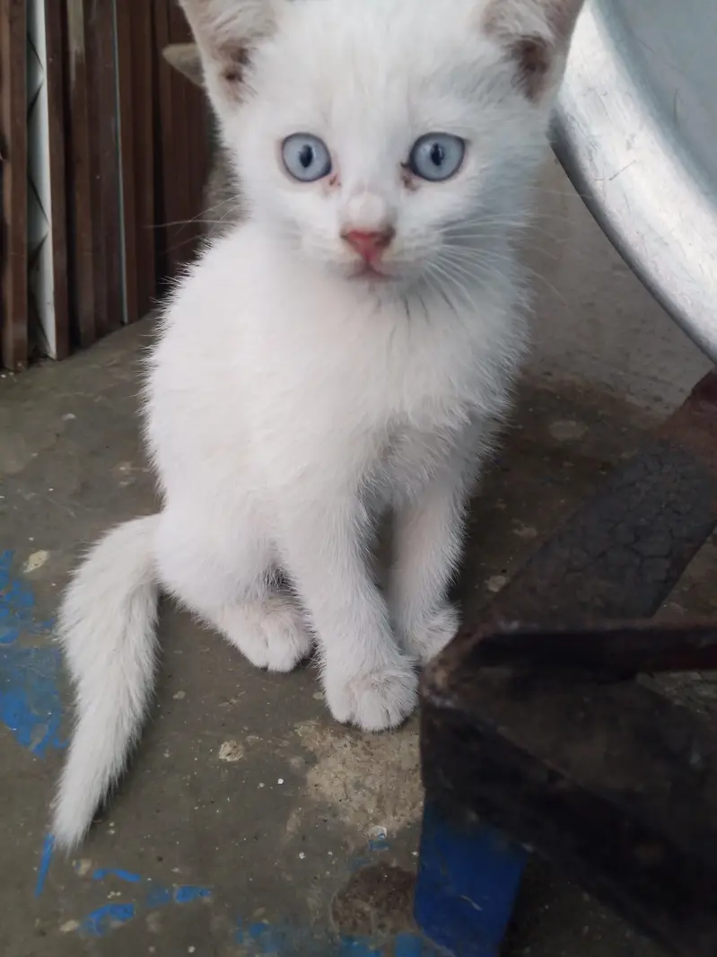 Persian baby kitten 03405365204 — photo 3