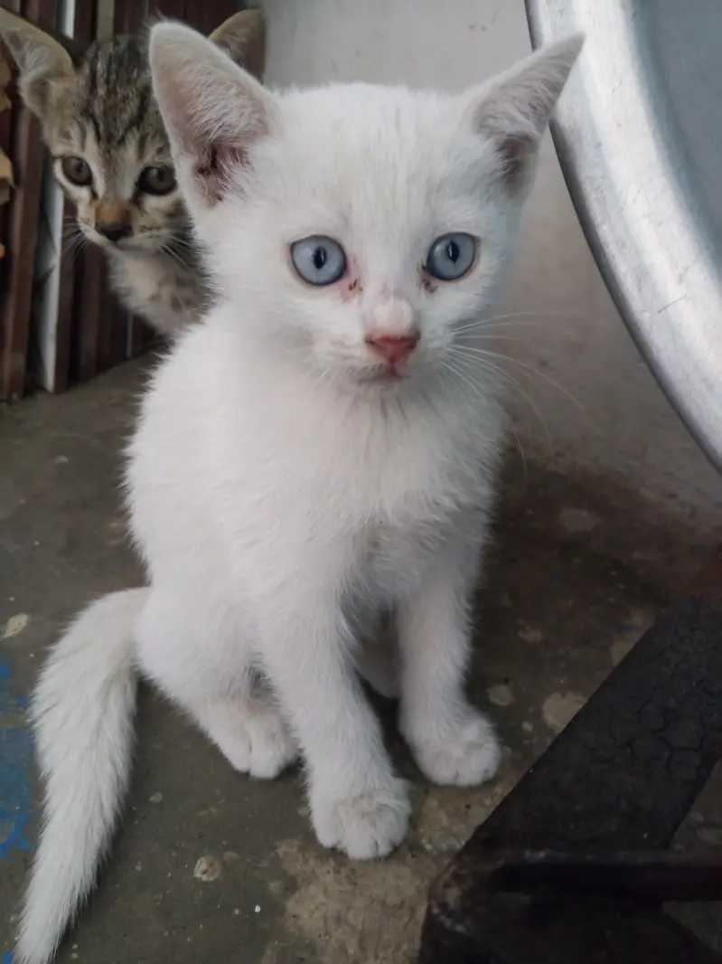 Persian baby kitten 03405365204 — photo 4