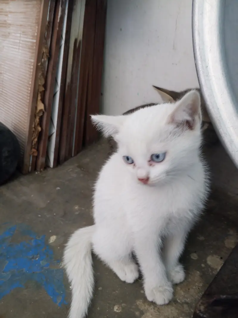 Persian baby kitten 03405365204 — photo 5