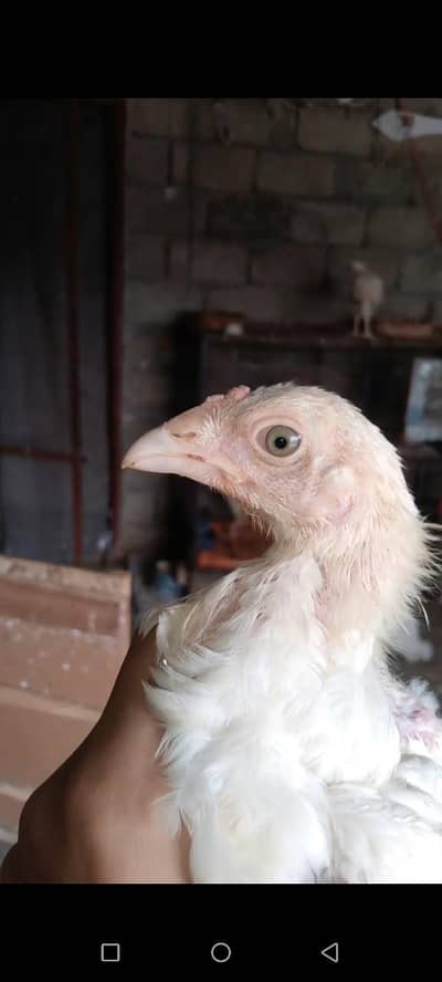 Heera Breed