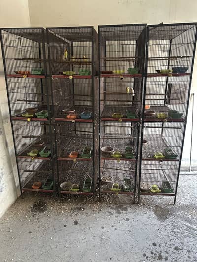 birds pairs and cages