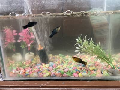 Guppy
