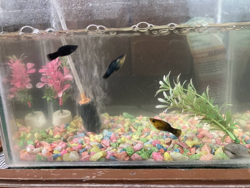 Guppy 0