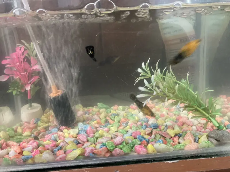 Guppy — photo 2