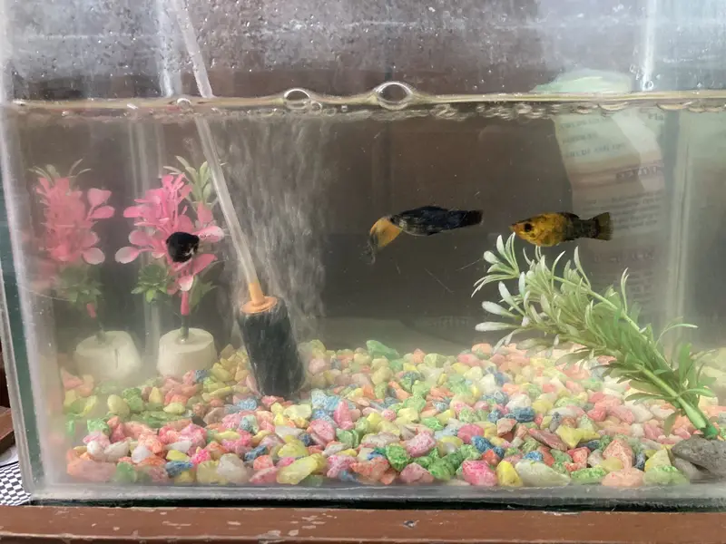 Guppy — photo 3