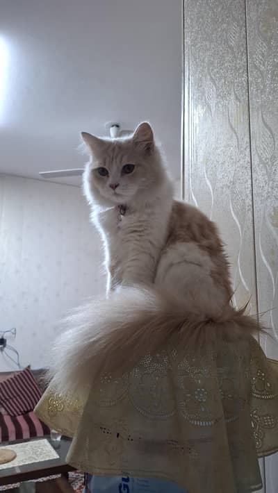 Persian male cat urgent sale