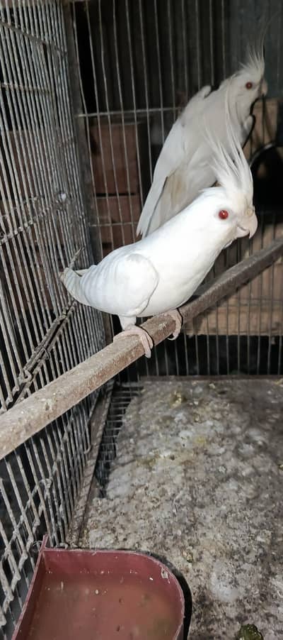Eno cocatail 1 breeder or 1 1st breed pair in good size
