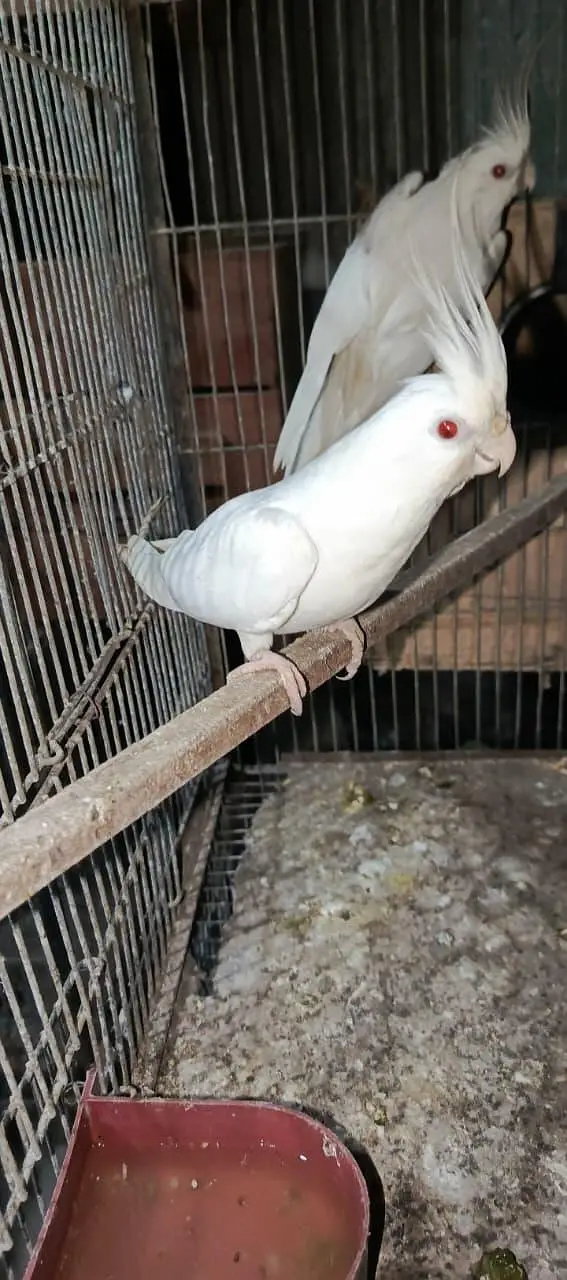 Eno cocatail 1 breeder or 1 1st breed pair in good size — photo 2