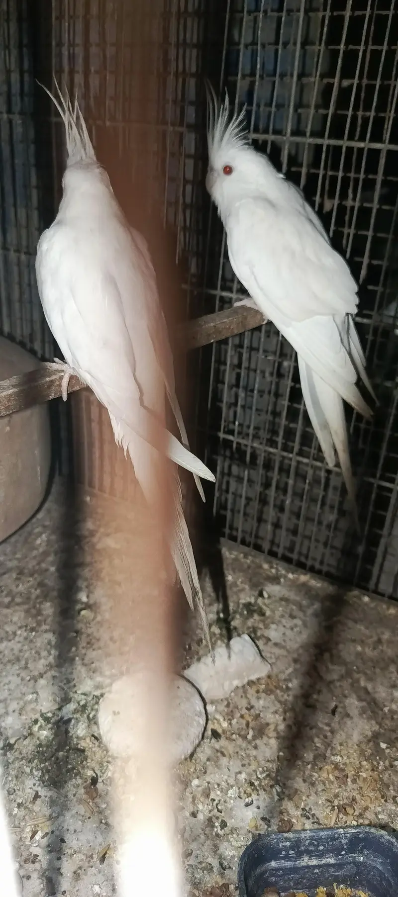 Eno cocatail 1 breeder or 1 1st breed pair in good size — photo 3