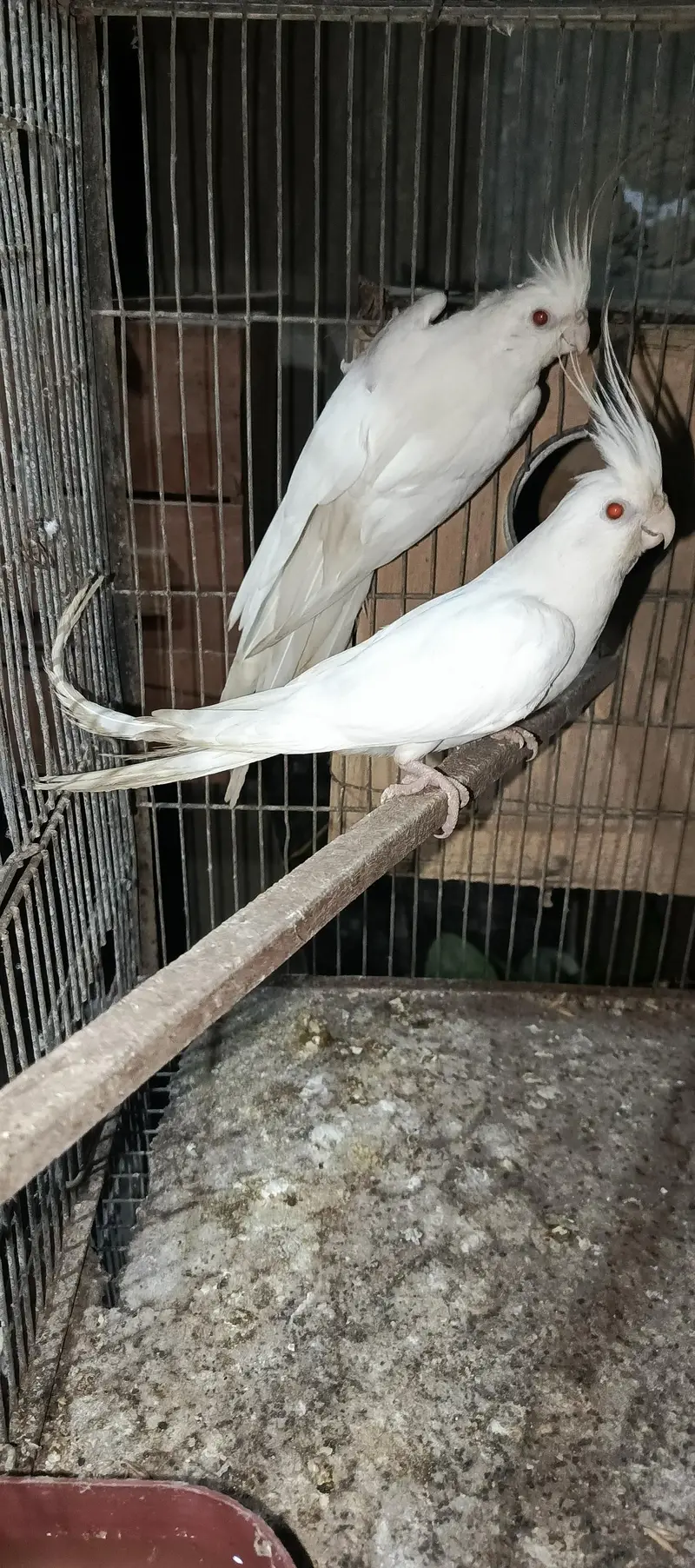 Eno cocatail 1 breeder or 1 1st breed pair in good size — photo 4