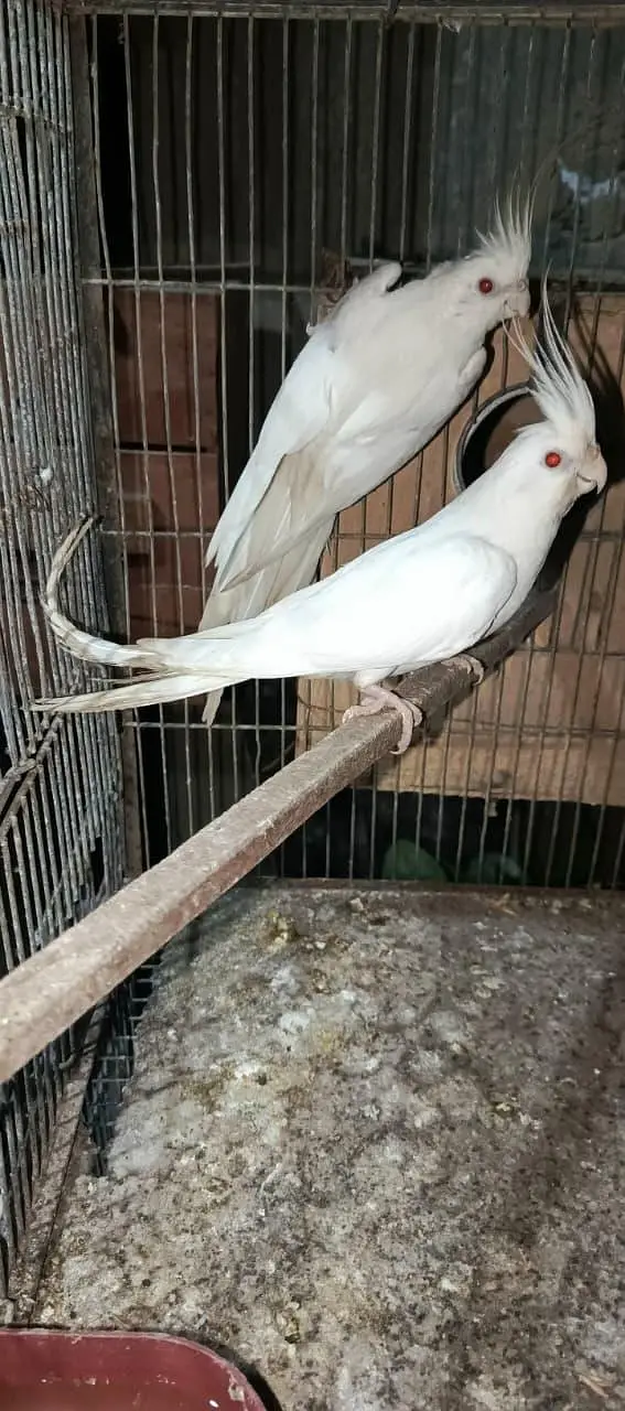 Eno cocatail 1 breeder or 1 1st breed pair in good size — photo 5