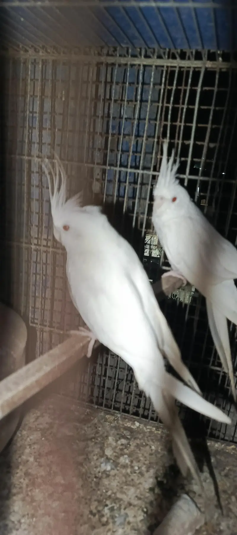 Eno cocatail 1 breeder or 1 1st breed pair in good size — photo 7