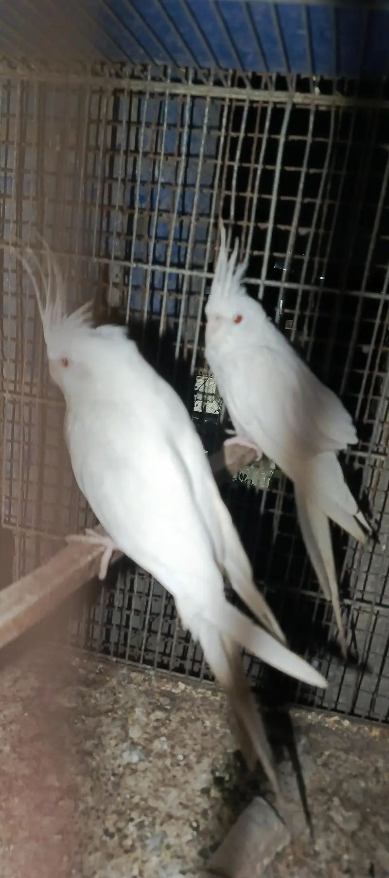 Eno cocatail 1 breeder or 1 1st breed pair in good size — photo 8