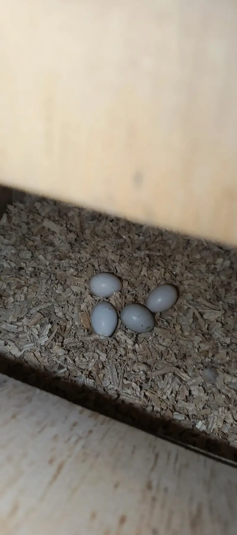 Eno cocatail 1 breeder or 1 1st breed pair in good size — photo 9