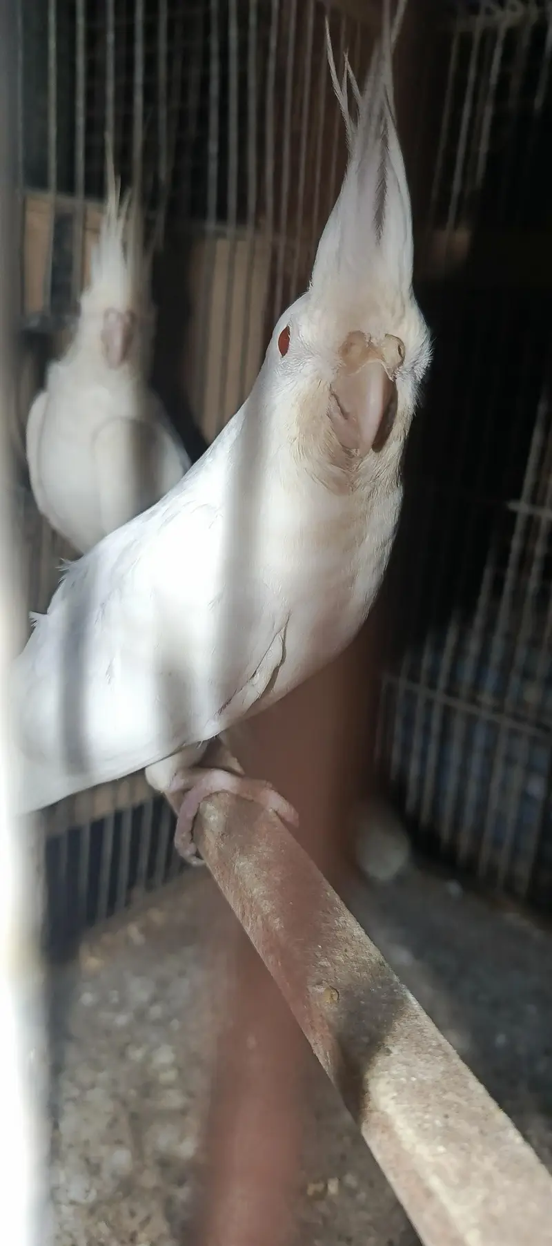 Eno cocatail 1 breeder or 1 1st breed pair in good size — photo 10