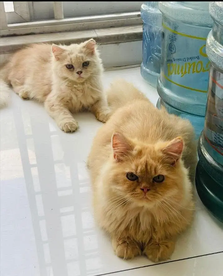 male and female and kitten — photo 4