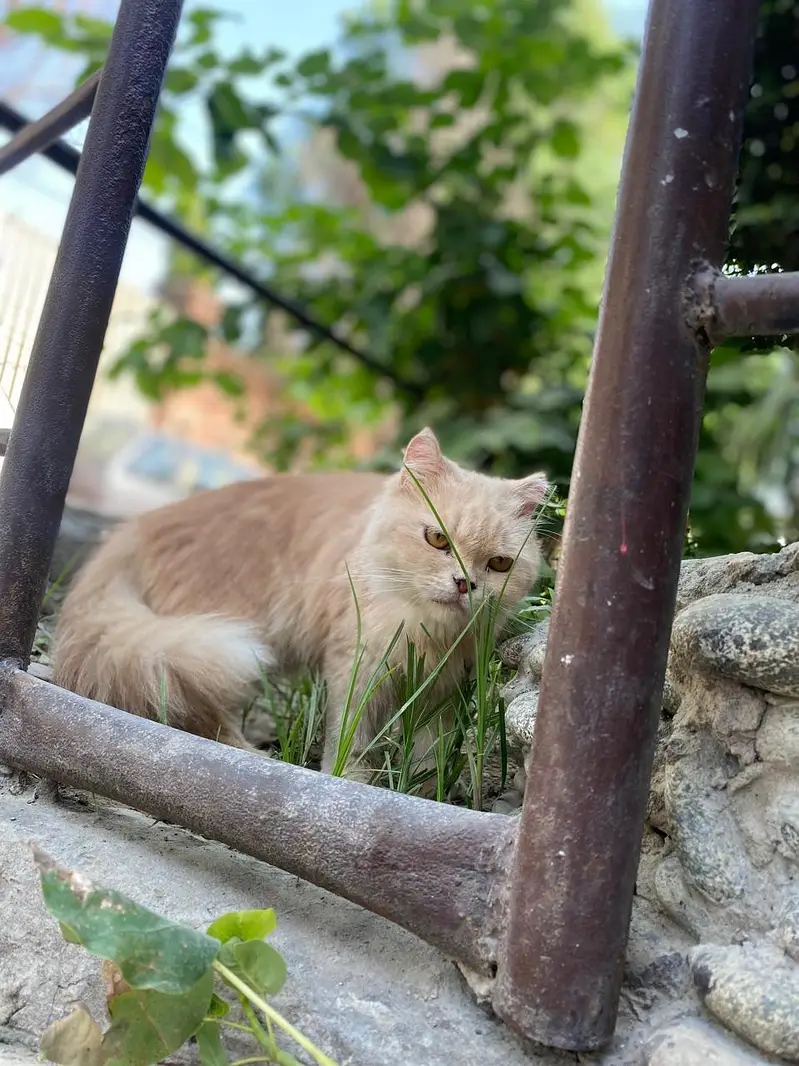 male and female and kitten — photo 9