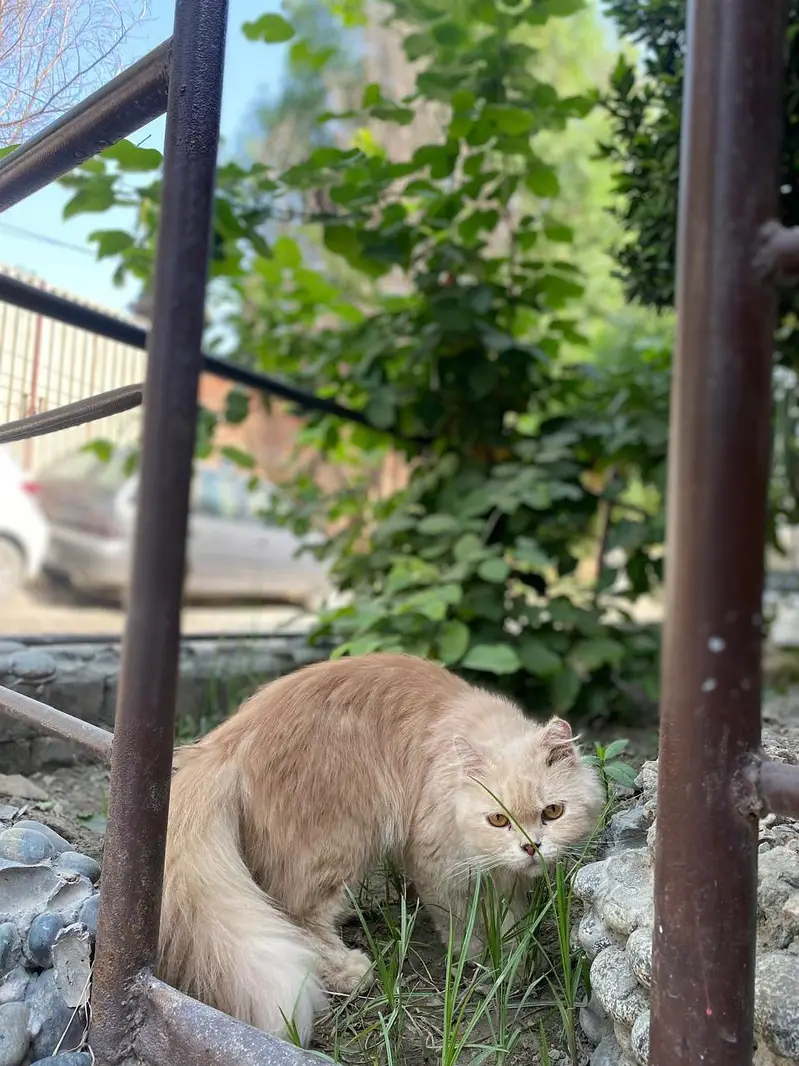 male and female and kitten — photo 10