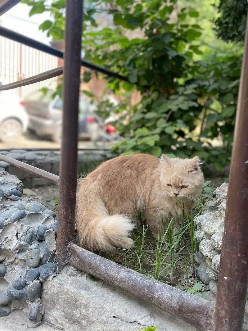 male and female and kitten — photo 12