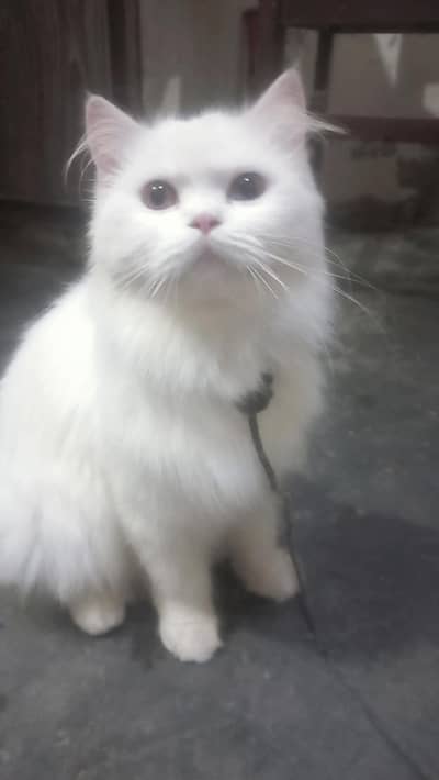 Persian cat 2 shade eyes 3ripple code