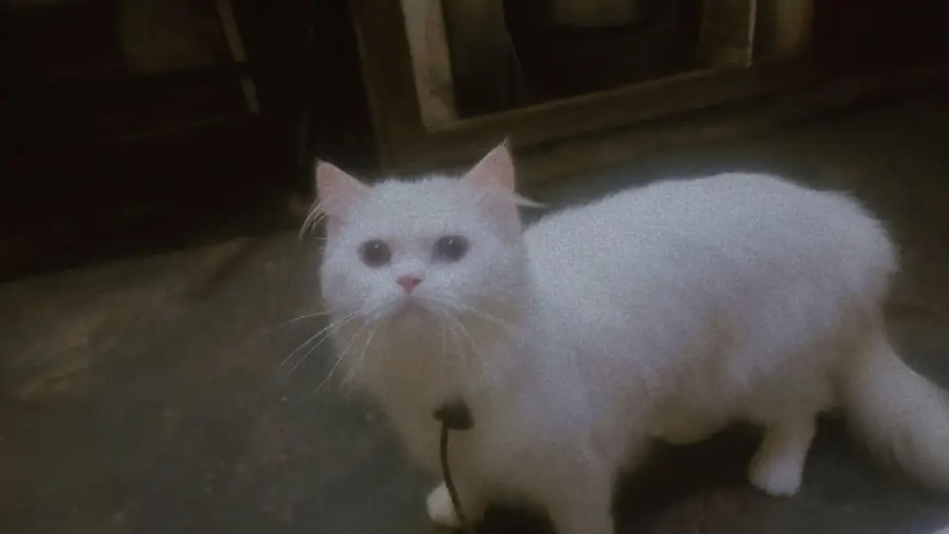 Persian cat 2 shade eyes 3ripple code — photo 2