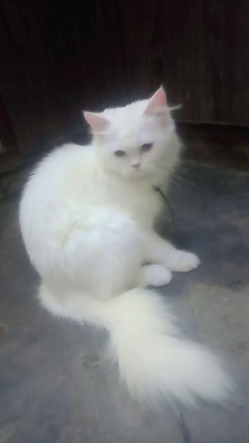 Persian cat 2 shade eyes 3ripple code — photo 3