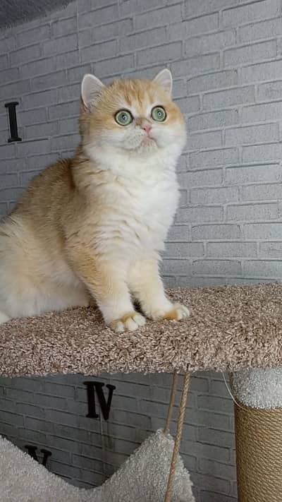British Shorthair Golden Imported Kittens