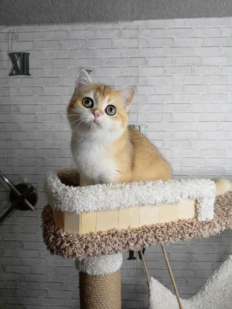 British Shorthair Golden Imported Kittens — photo 2