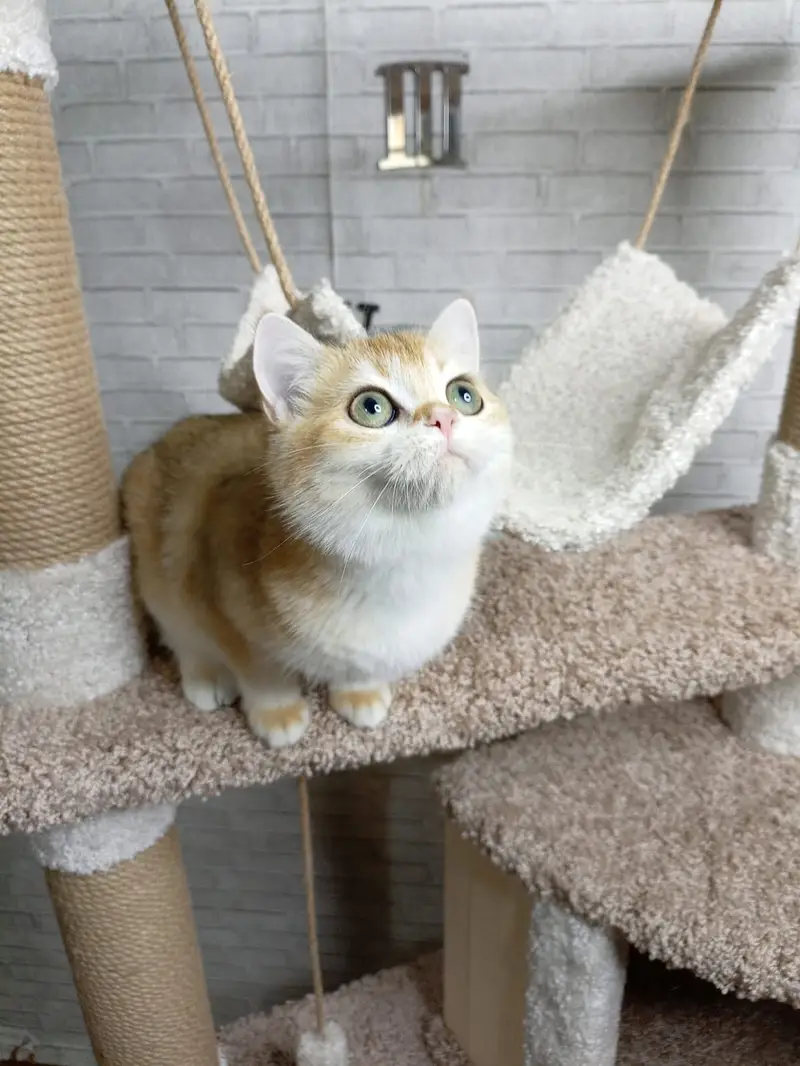 British Shorthair Golden Imported Kittens — photo 3